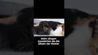 Warum kneten Katzen Die süße Wahrheit  Katzenfakten [upl. by Calva195]