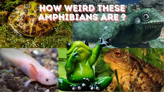 How Weird These Amphibians Are  Weird Amphibians [upl. by Inahet760]