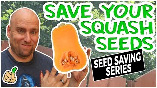 Saving Squash Seeds For Next Year  Best Guide Ever [upl. by Alejoa]