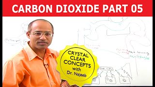 Carbon Dioxide Transport  Respiration amp Gas Exchange  Part 56 [upl. by Daren]