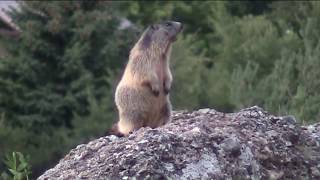 I quotfischiquot delle marmotte [upl. by Jadd]