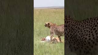 Cheetahs Dinner Plans Foiled by Buffalo Bull and Hungry Hyena [upl. by Alien]