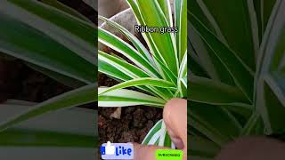 ribbon grass plant care  How to care grass plant shorts viralshort Savita236 [upl. by Atsilac]