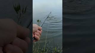 que gran susto pesca de carpa gigante con masa de ajo shorts 2024 pesca fishing pescadecarpa [upl. by Ofloda61]