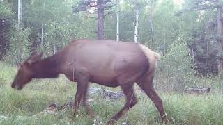 5x7 vs tree  caught in his rack  The Rocky Mountain Elk amp Deer Watch [upl. by Mcclure]