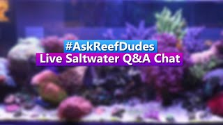 AskReefDudes Saltwater Reef Chat Live QampA [upl. by Idoj]