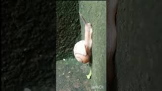 Snail world nature viralvideo shorts wow wonder story [upl. by Guimond]