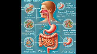 PROTEIN DIGESTION [upl. by Leiahtan]