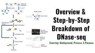 DNaseSeq Method Overview  GN 701 Extra Credit Video [upl. by Ynnol]