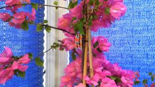 Indoor Tropical Plants Overwintering The Bougainvillea Phalaenopsis and Oncidium Sharry Baby [upl. by Lebasy179]