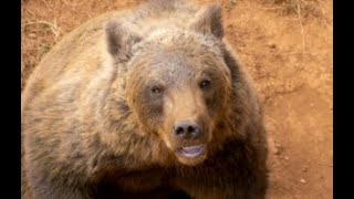 Grizzly Bear Attack on June 11th 2024 at Ruby Ridge Alberta Canada [upl. by Bergen985]