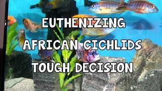 EUTHANIZE│AFRICAN│CICHLIDS│TOUGH DECISION [upl. by Maurili]