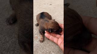 Newborn baby dog 🐕 [upl. by Letram]