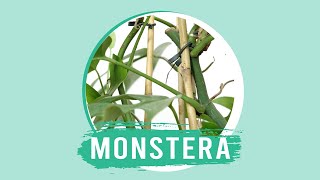 Monstera come prendersene cura con CIFO [upl. by Radbun]