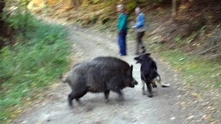 Wolf dog and boars [upl. by Edvard56]