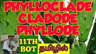 PHYLLODE  PHYLLOCLADE  CLADODE TAMIL EXPLANATION [upl. by Oirretno]