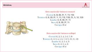 14 Vértebras por regiones Clase de Anatomía Humana de Gray [upl. by Irec]