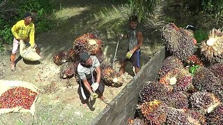 Panen kelapa sawit di Kalimantan Tengah [upl. by Falito]