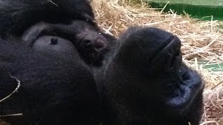 Baby Gorilla born at Melbourne Zoo [upl. by Vijar]