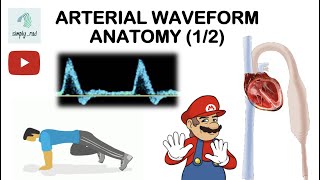 Spectral Doppler  Arterial waveform Anatomy 12 [upl. by Okoyik]