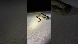 Massive Python in Florida Everglades snake python [upl. by Aicirtal23]