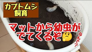 カブトムシ飼育 幼虫を２ケースに分けてみた [upl. by Ahsead]