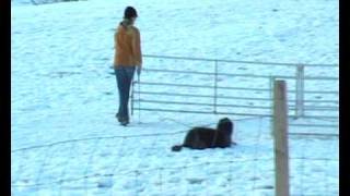 Herding Bergamasco Sheepdog [upl. by Newberry]