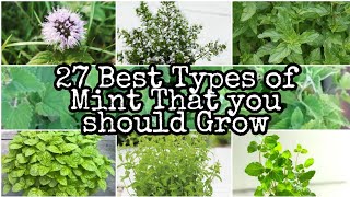 Best Types of Mints You Must Grow  Best Mint Varieties [upl. by Ahsikram589]