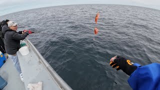 Redfish season begins at Eastmans fishing fleet SeabrookNH 412024 [upl. by Maggs]