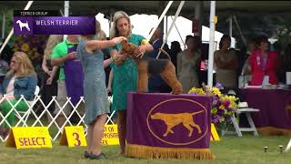 Welsh Terriers  Breed Judging 2022 [upl. by Gurias]