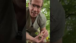 Devils Fingers Stinkhorn Smells Like Rotting Animal mushroom [upl. by Downey]