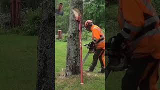 Stalpen and stihl MS500I in action  Cutting a birch tree down stumpgrinder [upl. by Berger]