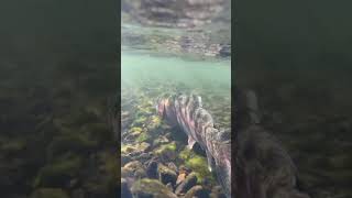 Fly fishing chronicles flyfishing flyfishingmissouri [upl. by Samaj]