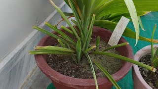 How to Grow Double Tuberose  Complete Blooming Season Start to End  Polianthes Tuberosa [upl. by Arrio]