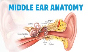 Eardrum to Ossicles Understanding Middle Ear Structure [upl. by Baxy]