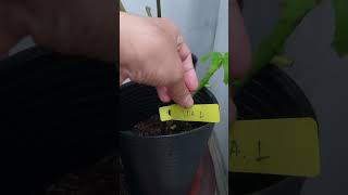 My Journey in Propagating Longue dAout LdA Fig tree A Tale of Figs and Growth  Episode 18 [upl. by Carlos]