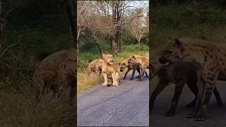 Lone Lion Faces Relentless Hyena Attack – Epic Showdown [upl. by Fellows543]