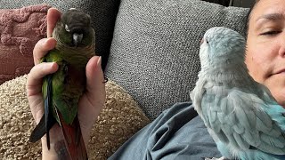 Does Auggie get along with other birds [upl. by Janelle]