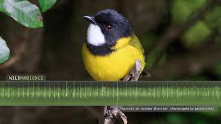 Australian Golden Whistler Song amp Calls [upl. by Iormina]