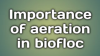 Important of aeration in biofloc shrimp farming [upl. by Jenette]