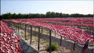 Nel cuore del Pomodoro La produzione dei pomodorini essiccati sottolio Pugliese [upl. by Rastus]