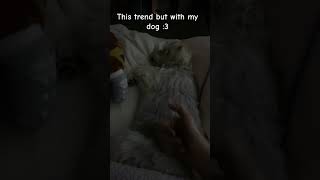 No doggies were harmed in the making of this video  antizoo therian dog cute [upl. by Nevart371]