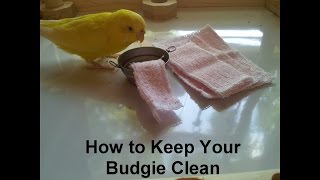 How to Keep Your Budgie Clean [upl. by Rebmat]