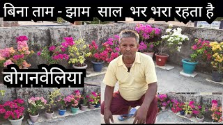 How to get more flowers in Bougainvillea  Highest Flowers in Lowest Care [upl. by Noryb]