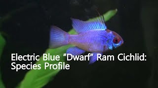 Electric Blue “Dwarf” Ram Cichlid Mikrogeophagus ramirezi Species Profile [upl. by Annaes]