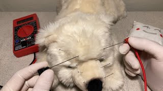 Stuffed Animal Acupuncture and Cupping Therapy ASMR [upl. by Lewendal996]