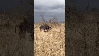 Buffalo Saves Calf from Lion Attack [upl. by Derfla586]