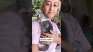 Bebek kedim için dualarınızı eksik etmeyin 😻 cat kediplus kedi kediaski 🎥serenozlerrr [upl. by Nolla181]