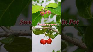 Sweet Cherry Fruiting Journey at roof garden short cheeryplant gardeningshorts [upl. by Cully370]