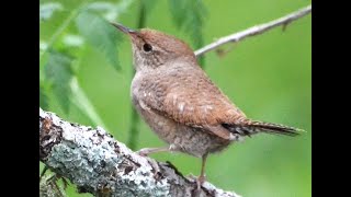 Three wrens [upl. by Assilram]